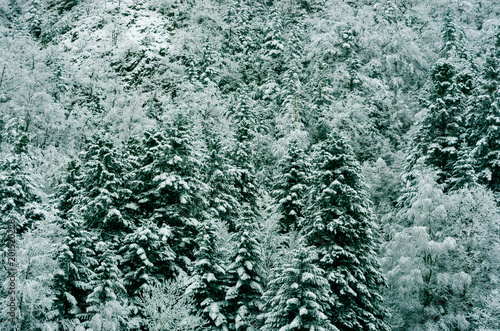Forest of snowy white Christmas trees  Pyrenees  France