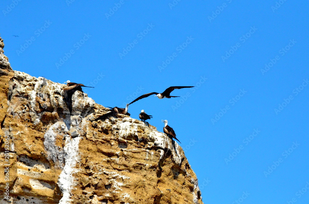 Magnificent frigatebird flying overhead Magnificent frigatebird flying overhead