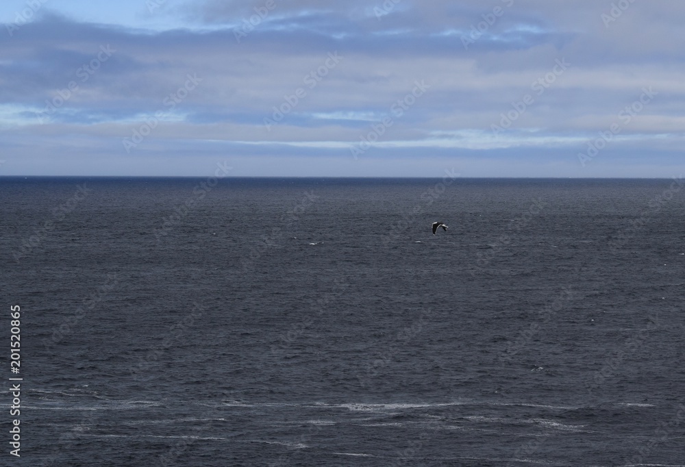 high angle view across the open ocean, with a Seagull passing in the foreground 