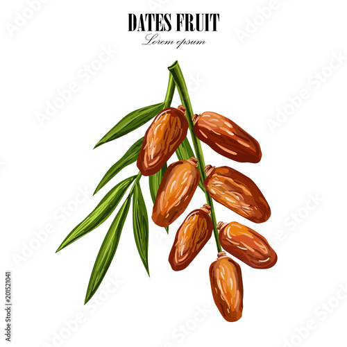 Dates with palm leaves on white background. Vector illustration.