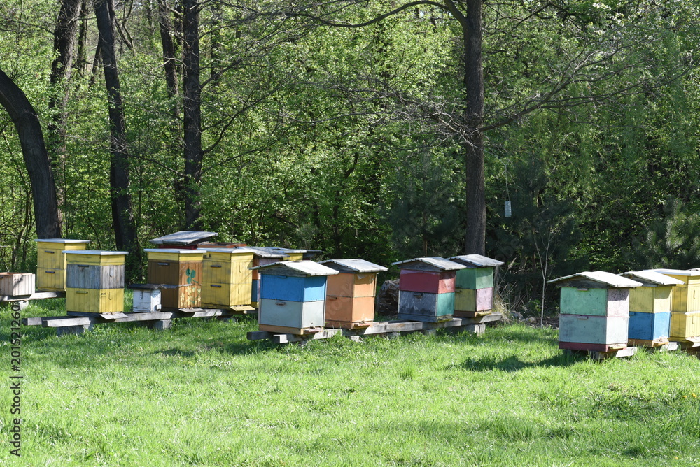 Rural Wooden Beehives On Meadow Springtime Rural Wooden Beehives On Meadow Springtime