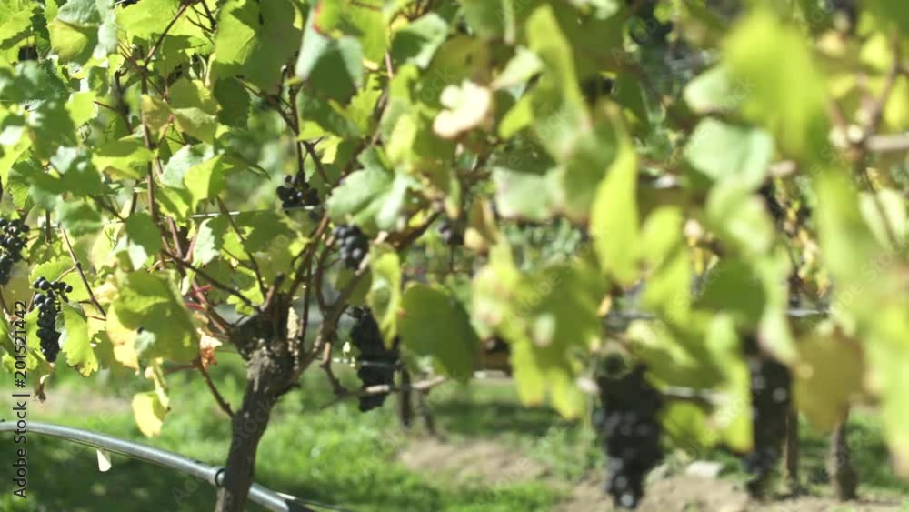 Black grapes in a vineyard Black grapes in a vineyard