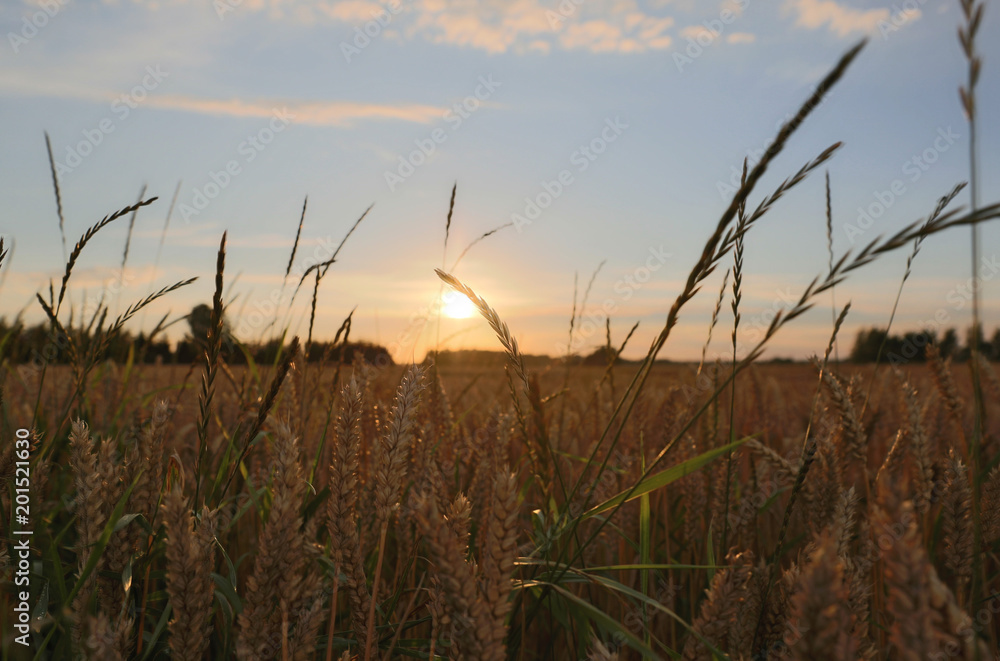 Fototapeta premium Sonnenuntergang am Kornfeld