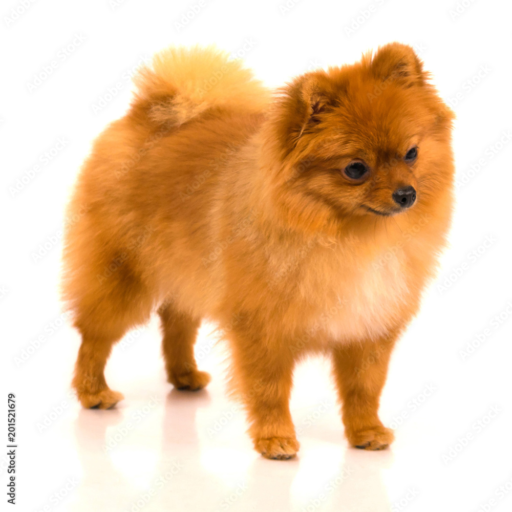 Obraz premium Pomeranian dog isolated on white background. Zwergspitz, Dwarf Spitz.