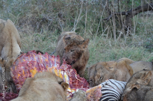 Lion eating Zebra in Botswana (Okavango Delta) photo