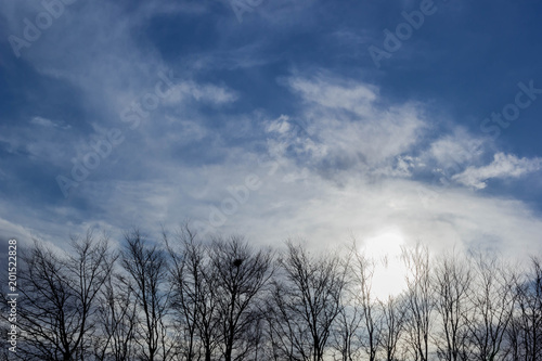 Background of trees with blue sky