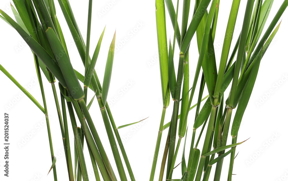 Naklejka premium Green reed, cane grass Isolated on white background, clipping path
