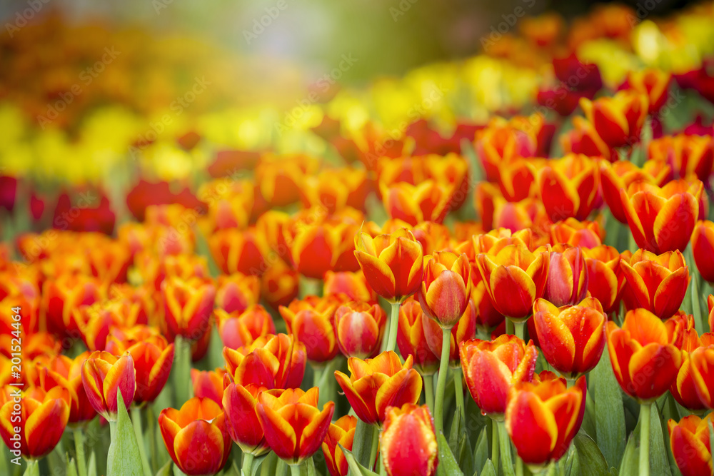 Fresh colorful tulips in warm sunlight Fresh colorful tulips in warm sunlight