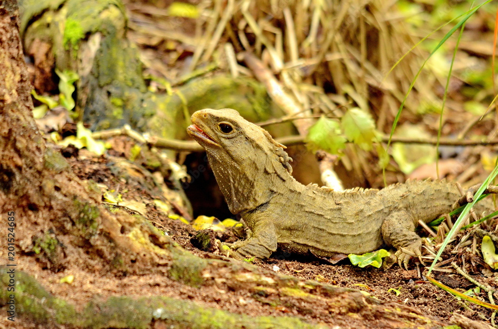 Obraz premium Tuatara lizard (Sphenodon guntheri) in New Zealand
