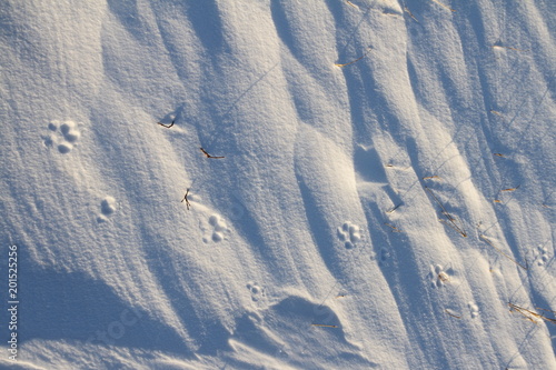 Close-up of small dog paw prints or tracks in snow near Arviat, Nunavut Canada