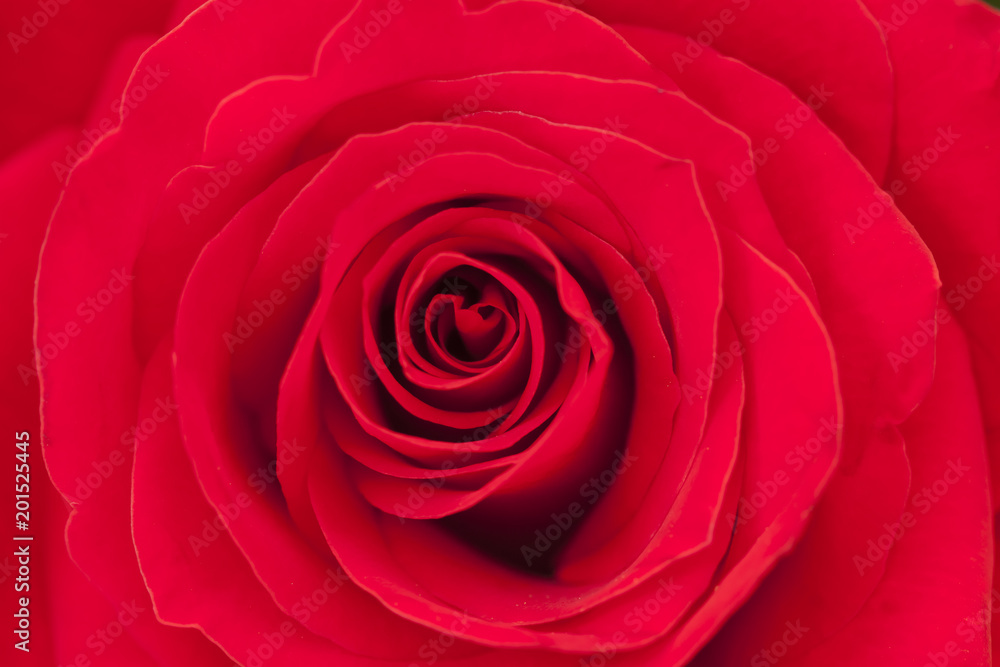 Petals of red roses Petals of red roses
