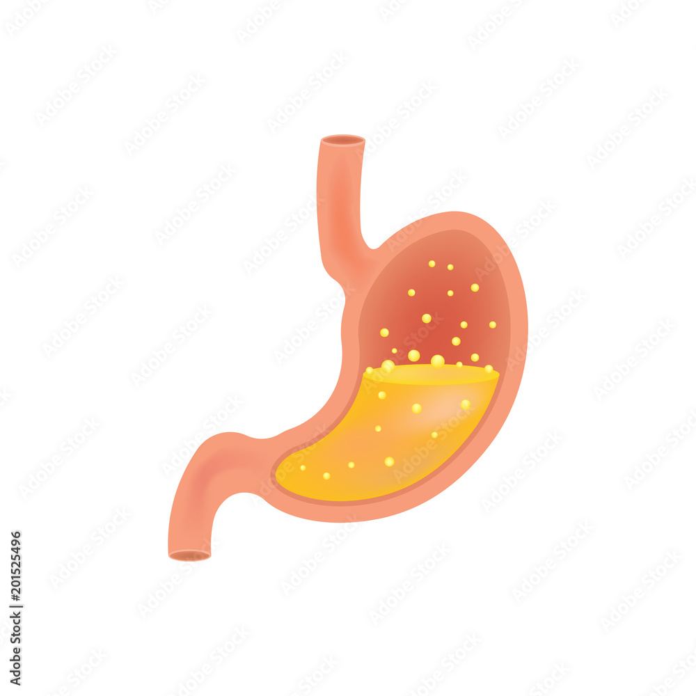 Stomach icon. Human internal organs symbol. isolated on white background. Vector illustration. Stomach icon. Human internal organs symbol. isolated on white background. Vector illustration.