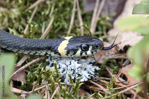 Obraz na plátně grass snake smell