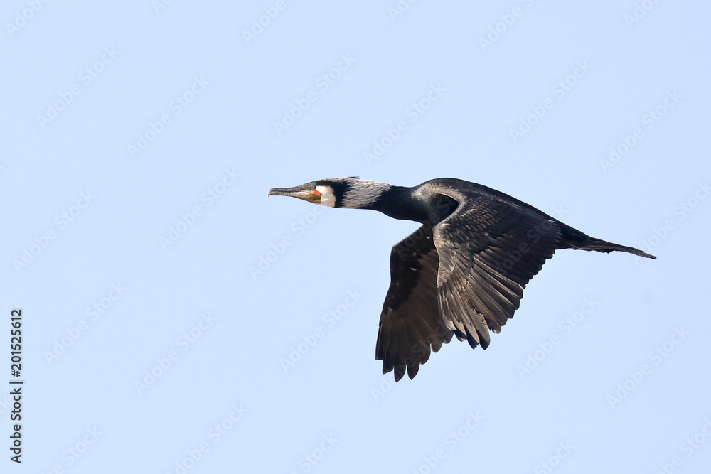great cormorant 