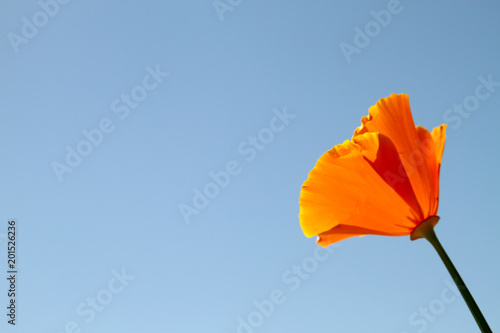 California Poppy Blossom against Blue Sky