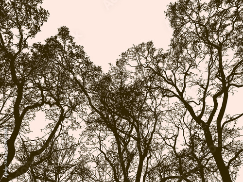 Silhouettes of the old trees in the forest