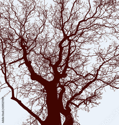 Silhouettes of the tree trunks with branches