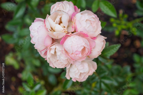 Beautiful fresh natural roses in flower garden