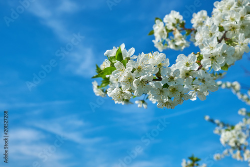 Natur Frühling 2018 Kirschbaum zur Blütezeit