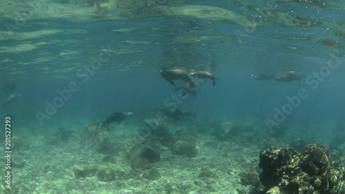 Wallpaper Mural Californian sea lion (Zalophus californianus) swimming and playing in the reefs of los islotes in Espiritu Santo island at La paz,. Baja California Sur,Mexico. Torontodigital.ca
