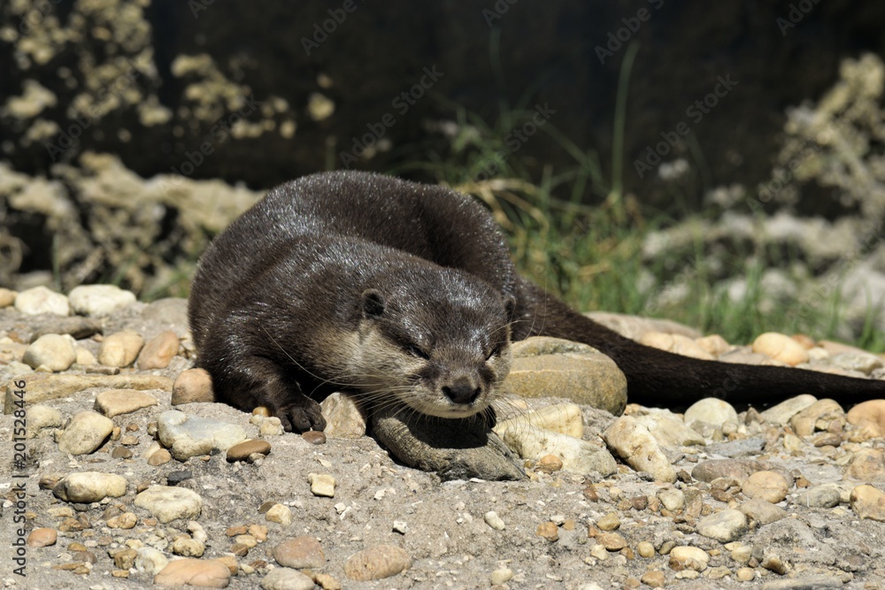 Naklejka premium sea otter in the wild