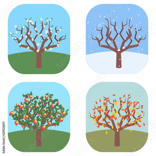 apple tree at four seasons vector illustration