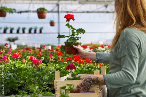 Woman pick out potted flowers of red geraniums at greenhouse