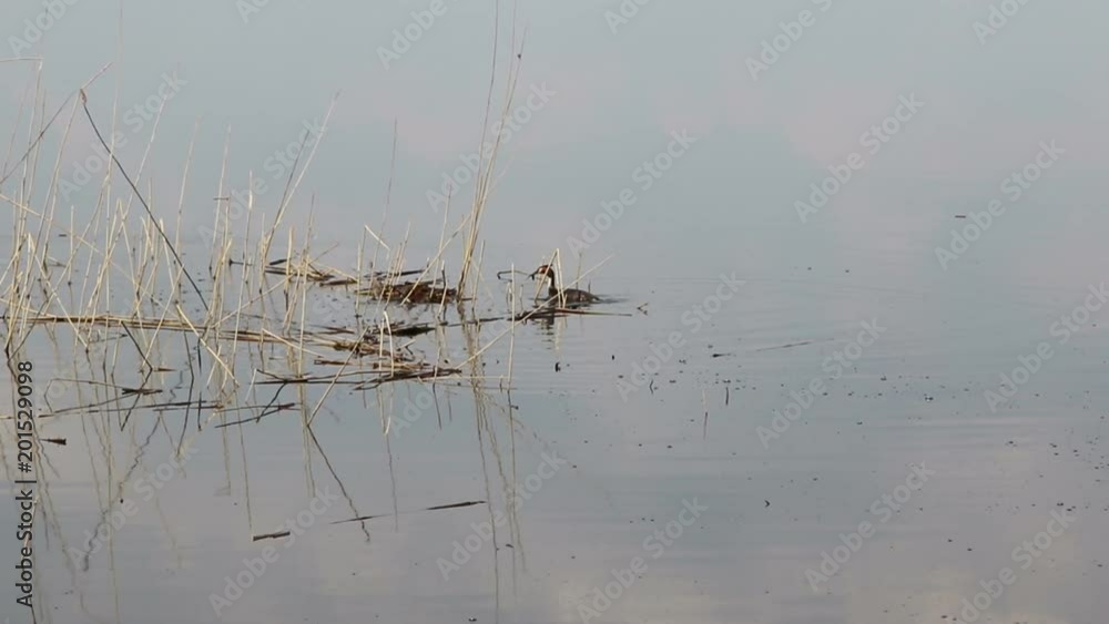 Pair of birds Great crested grebe (Podiceps cristatus) make the nest Pair of birds Great crested grebe (Podiceps cristatus) make the nest