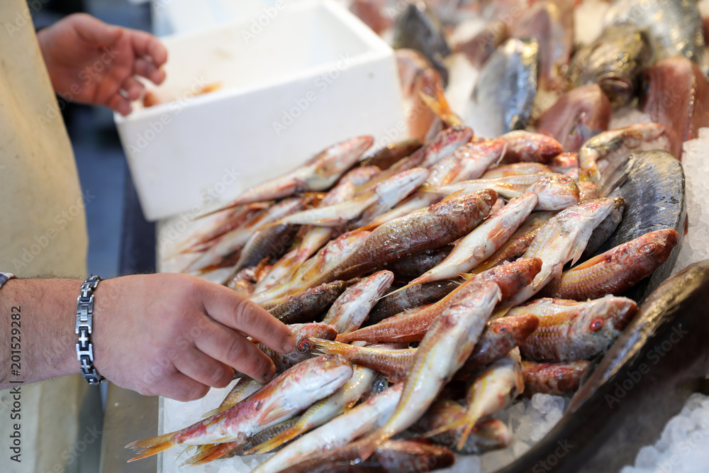 The seller is laying out the red striped mullet fishes or Mullus surmuletus on ice for sale in the greek fish shop.