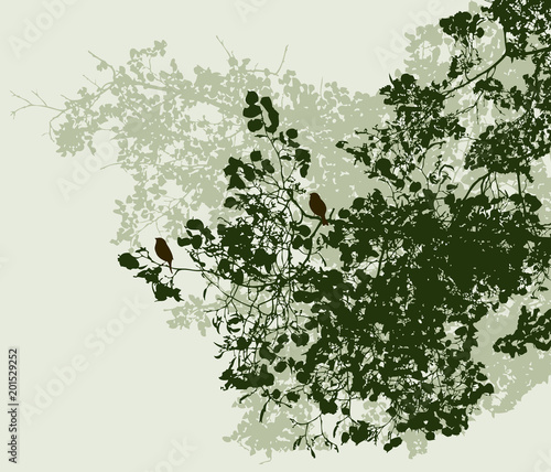 The branches of the linden trees in summer