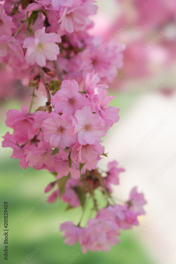 Spring blossoms Spring blossoms