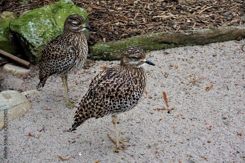 Two spotted thick-knees in the sand