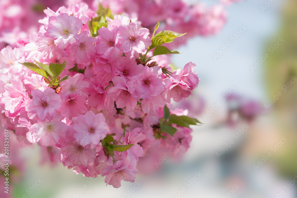 Fototapeta premium Spring blossoms