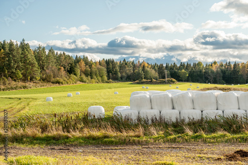 Silage bales in the countryside of Vikbolandet during autumn in Sweden photo