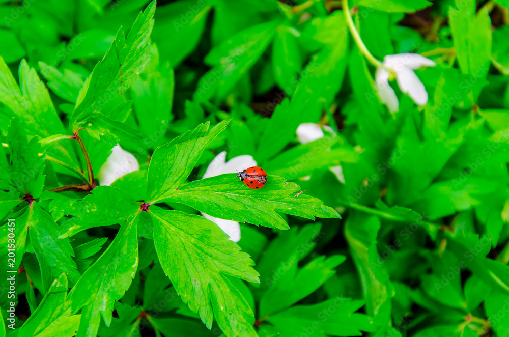 Red beetle of a ladybug on a green leaf in the woods Red beetle of a ladybug on a green leaf in the woods