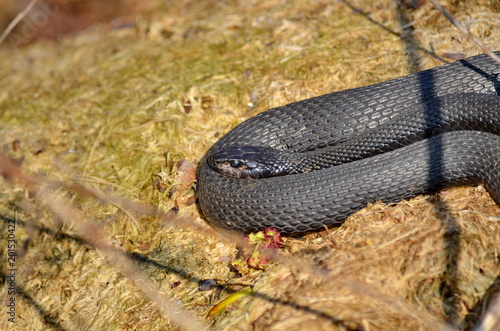 Melanistic Eastern Garter Snake in natural habitat