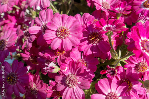 Flowers of a red color in the pot