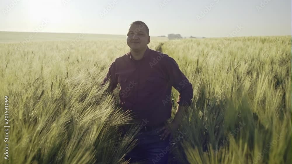 Happy casual man standing with hands on waist among growing fresh green wheat looking at camera in sunshine - slow motion Happy casual man standing with hands on waist among growing fresh green wheat looking at camera in sunshine - slow motion