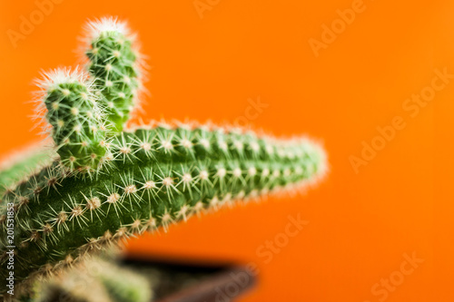 Cactus in flowerpot similar to animal head on orange background with copy space. Selective focus. photo