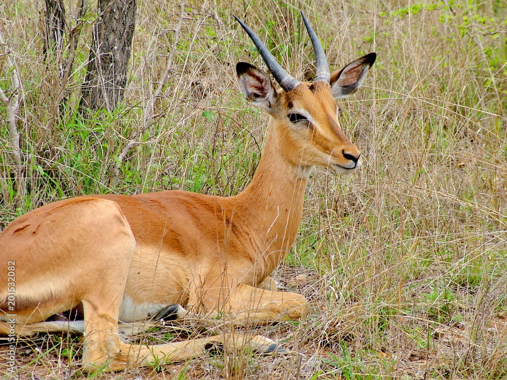 Impala on morning game drive safari, South Africa Impala on morning game drive safari, South Africa