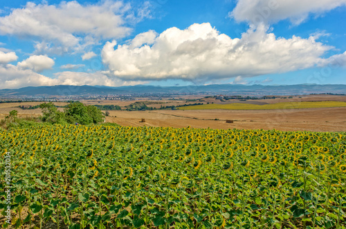 Plantation of sunflowers on the road to Santiago