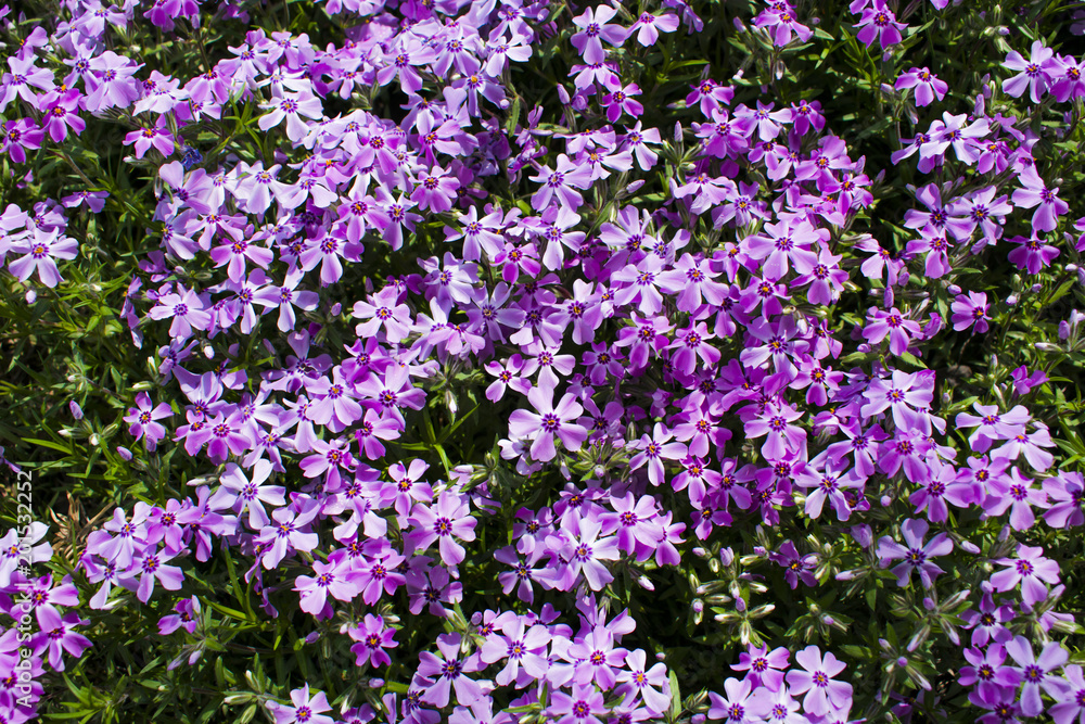 a bush of crocuses in the garden