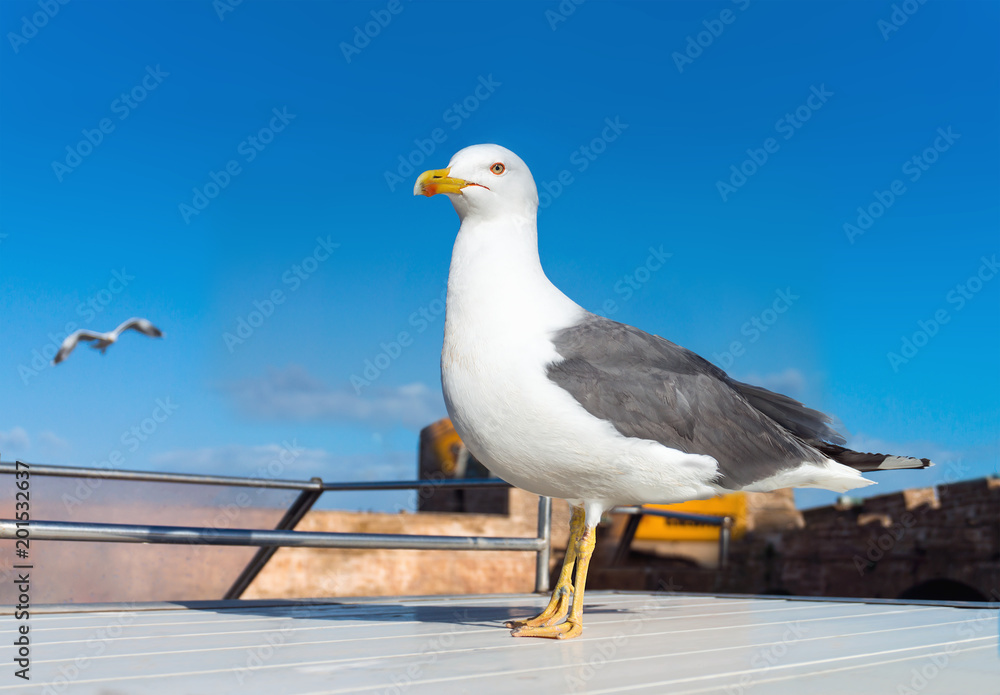 Herring Gull sitting on a ship deck Herring Gull sitting on a ship deck
