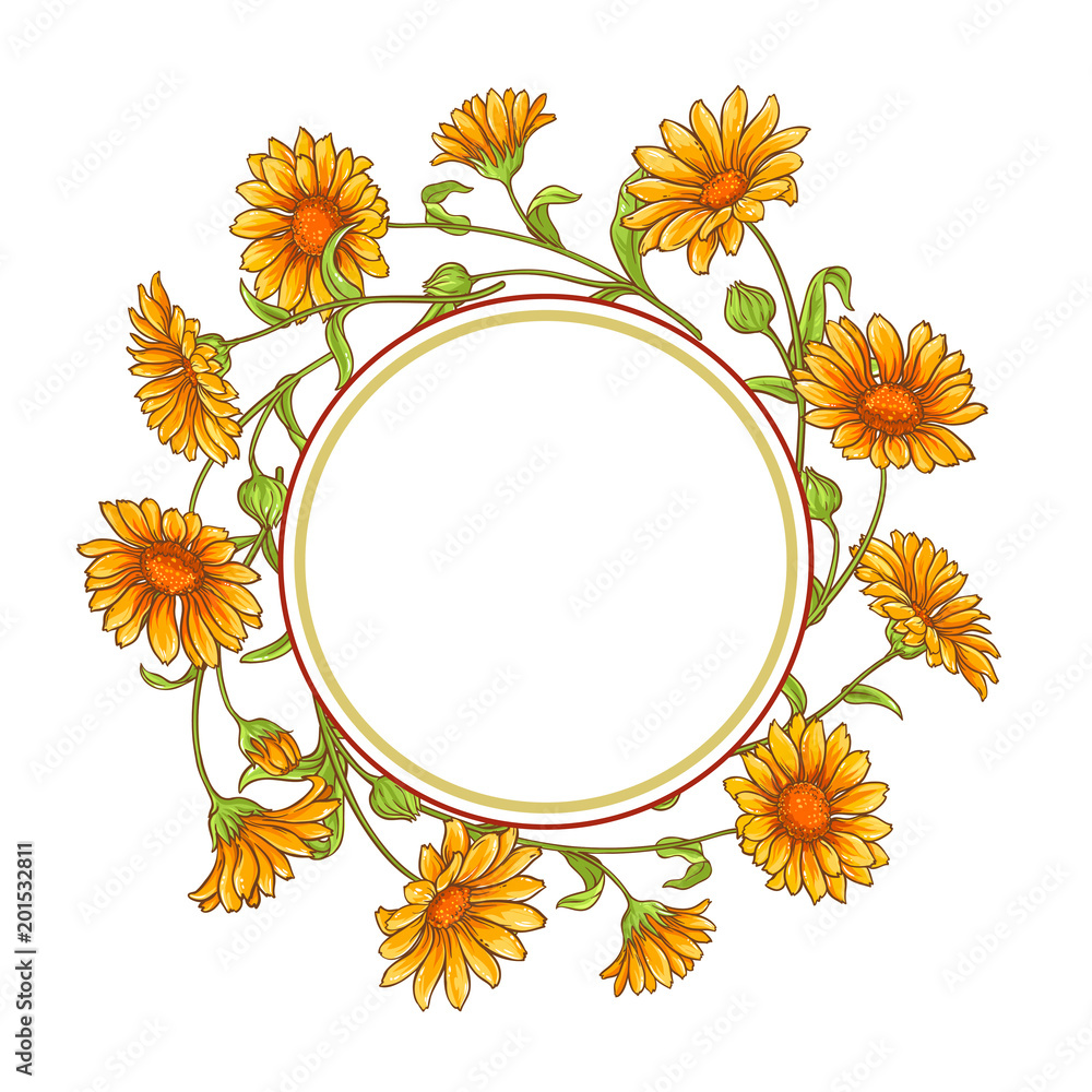 Obraz premium calendula flower vector frame