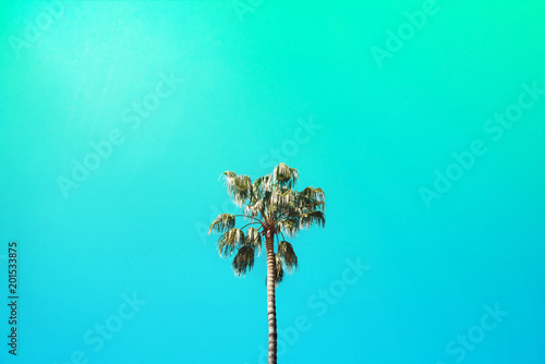 Three nice palm trees against blue sunny sky. © Olga
