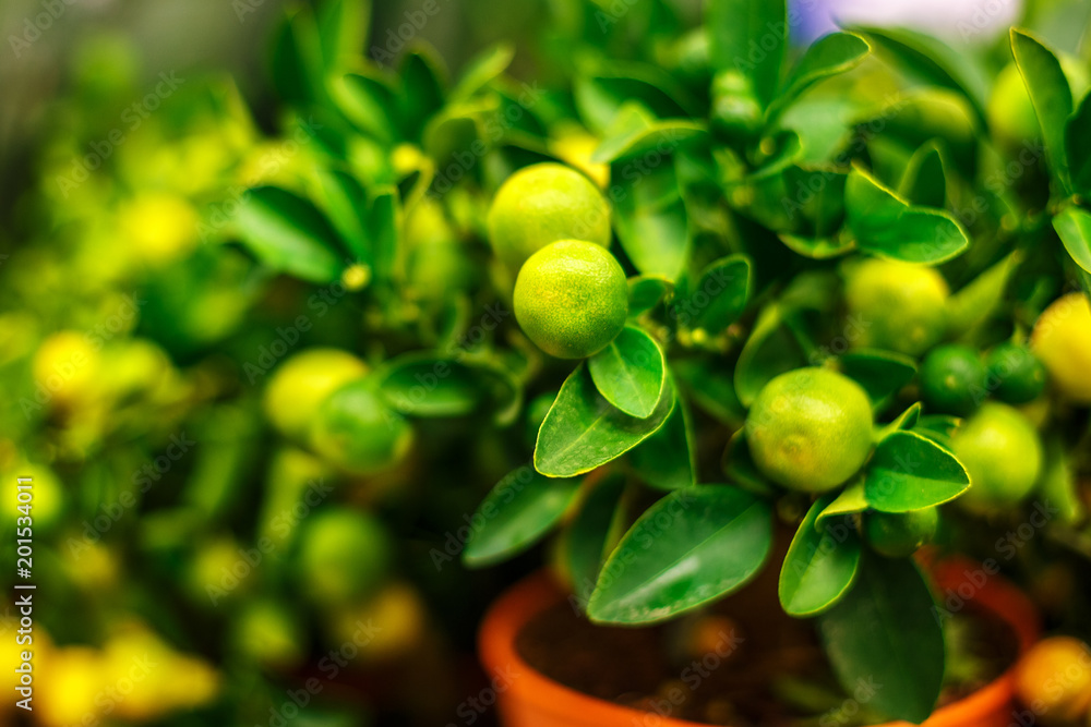 decorative Mandarin plant, houseplant