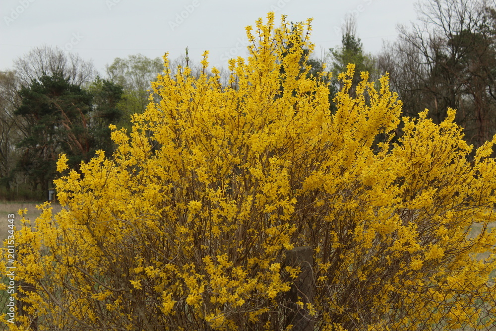 Fototapeta premium Fresizien Strauch