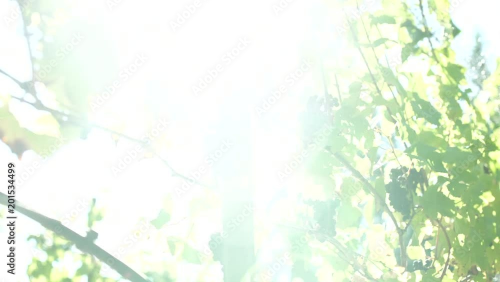 Black grapes in a vineyard Black grapes in a vineyard