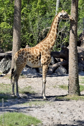 Giraffe in the background