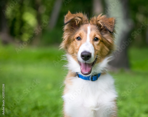 A purebred Shetland Sheepdog "Sheltie" puppy smiling